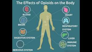 Opioid receptors