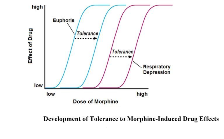 Mechanisms of cellular tolerance to opiates and opioids