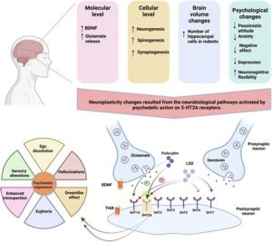 LSD. Research on brain neuroplasticity in depression.
